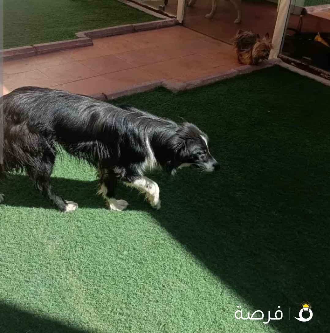 Bread :Border coolee Male Age:1 year Vaccine : complete