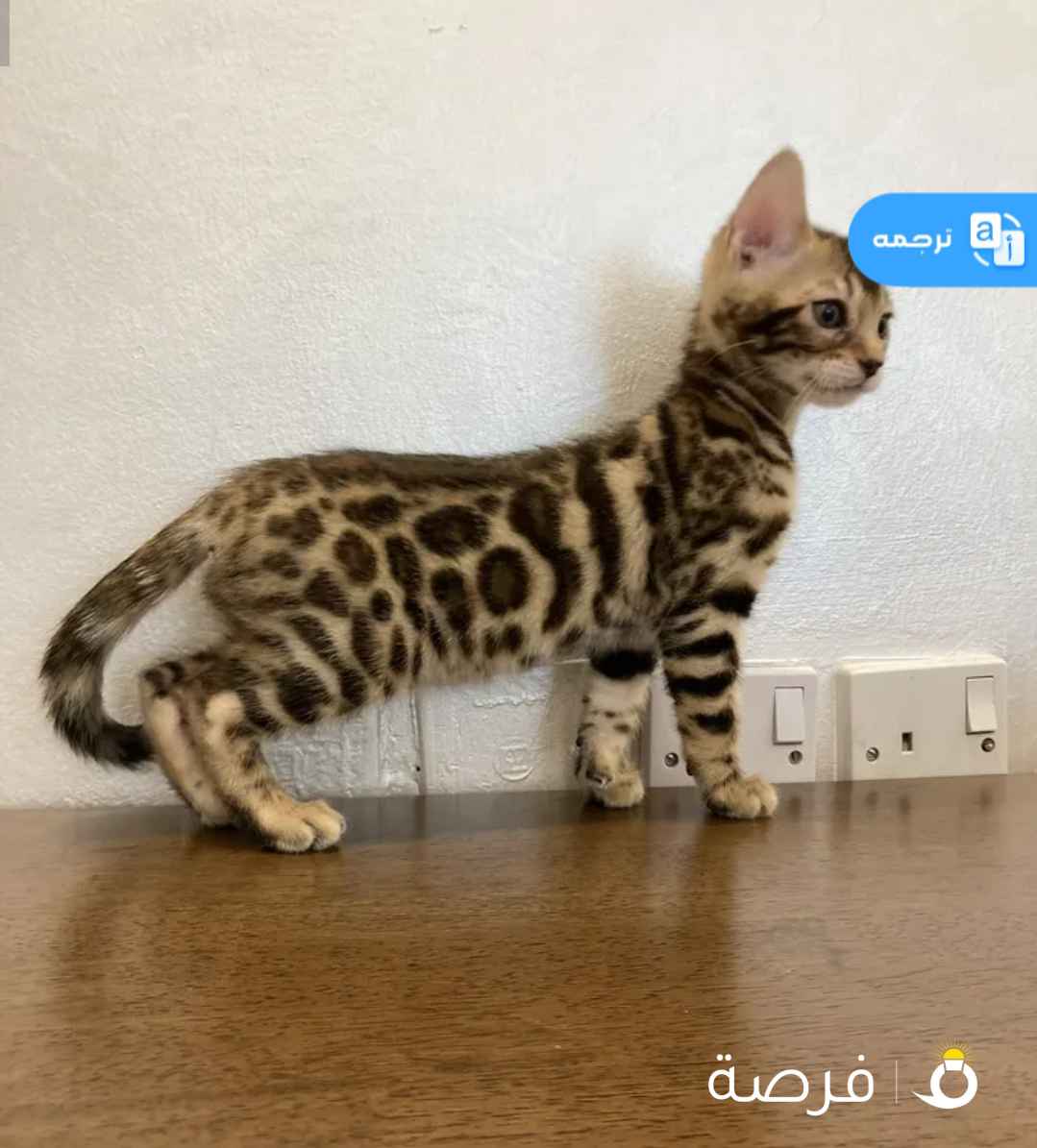 بنغال روسي بيوووور غير مخلوط بي سلالات ثانيه!!!!!الوان بريّه نادره بي نقشات مختلفه، يوجد براون وسلفر