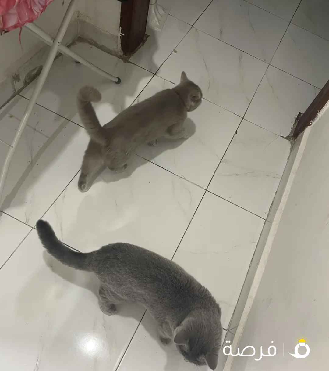 We are selling this cats need a good home