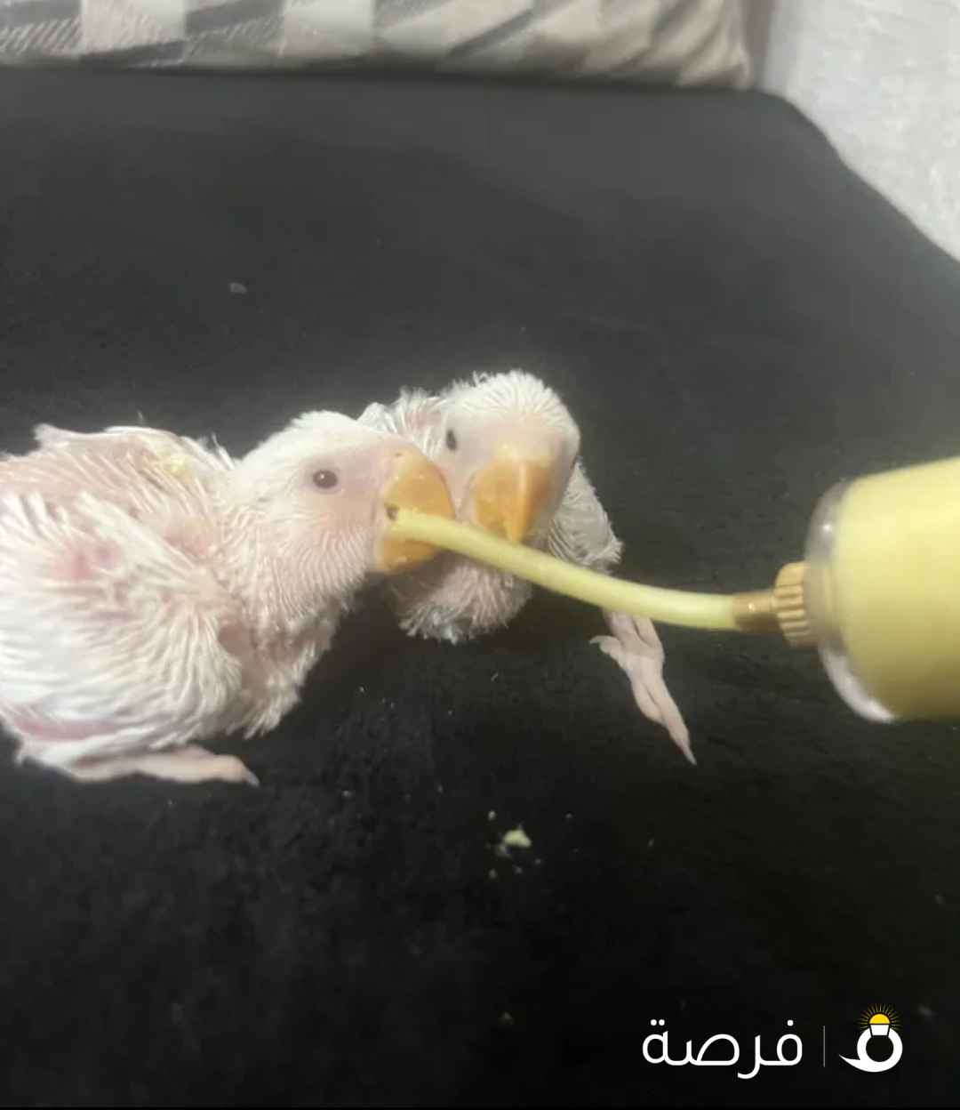 فروخ روز/ لوف بيرد احجام طيبه للبيع