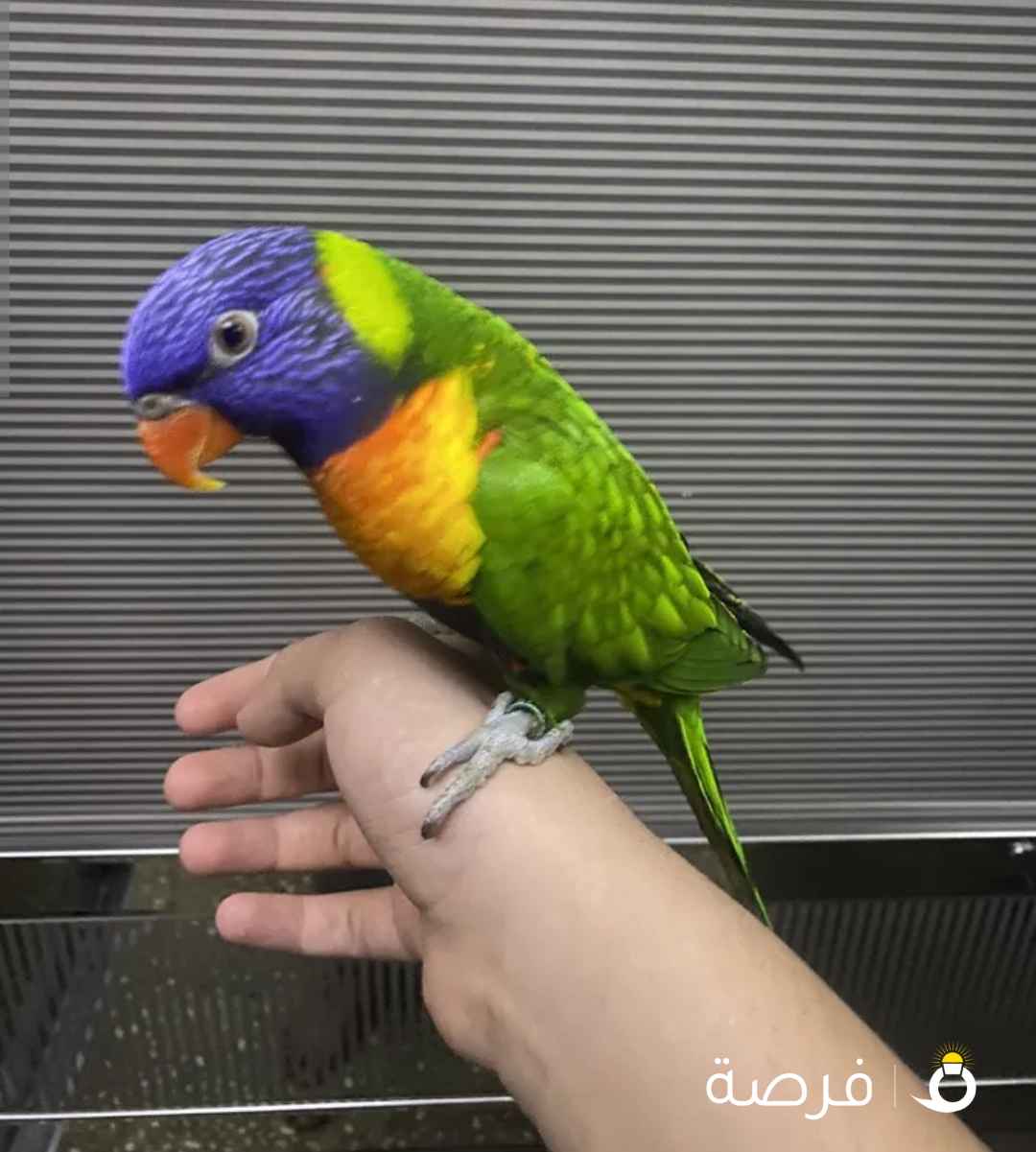 طير لوري ربوه مع القفص