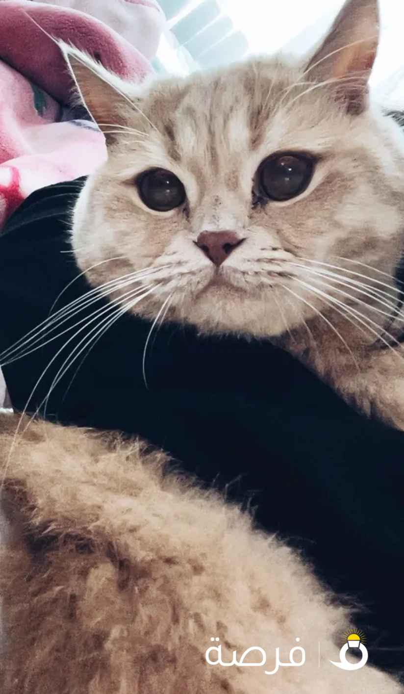 قط ليو سكوتش فولد تبني