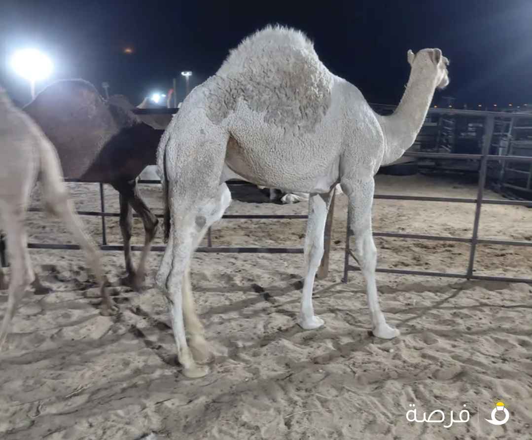 للبيع قعدان محليه فاخره يوجد خدمه توصيل جميع مناطق الكويت