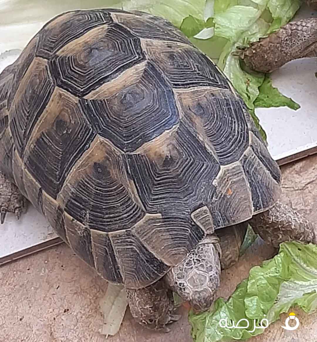 سلاحفتين للبيع نثيا وذكر