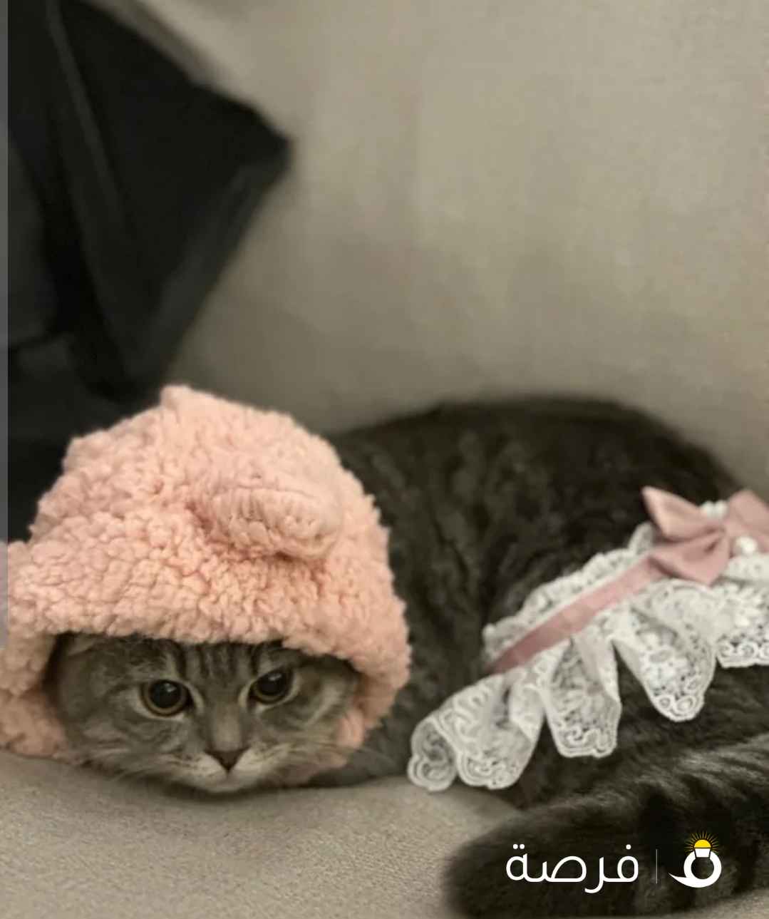 تبني تبني تبني