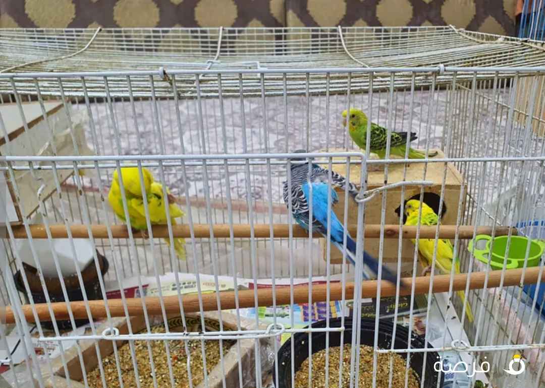 طيور الحب عدد 11 و كناري عدد 2