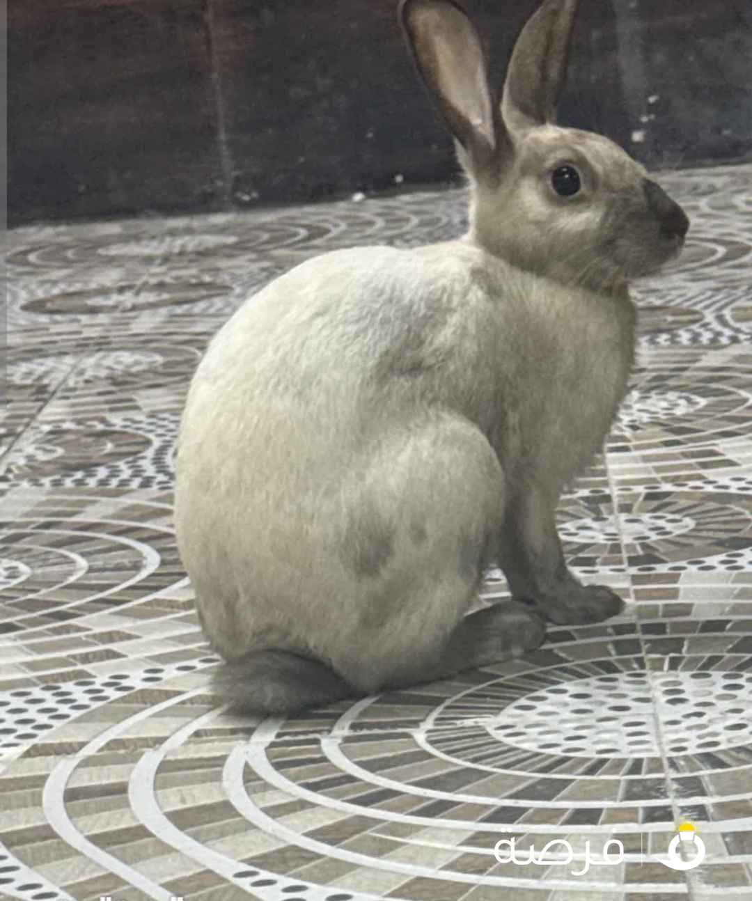 أرنب بري عمره 6شهور