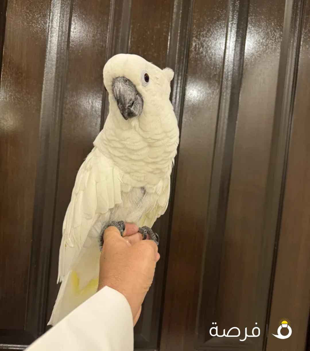 كوكاتووو امبريلا