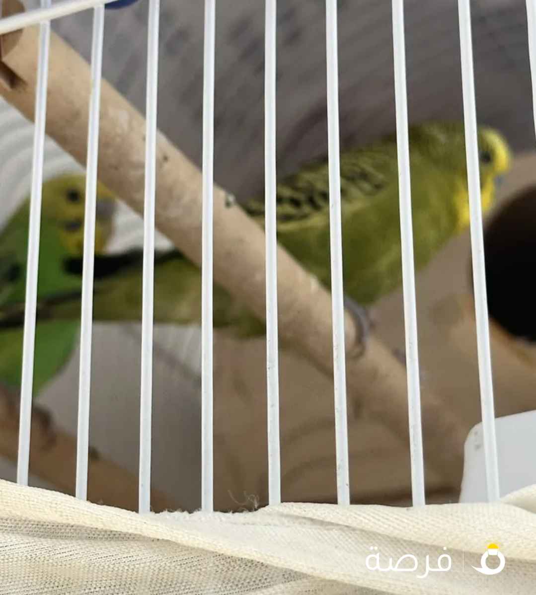 استرالي وهوجو زوجين