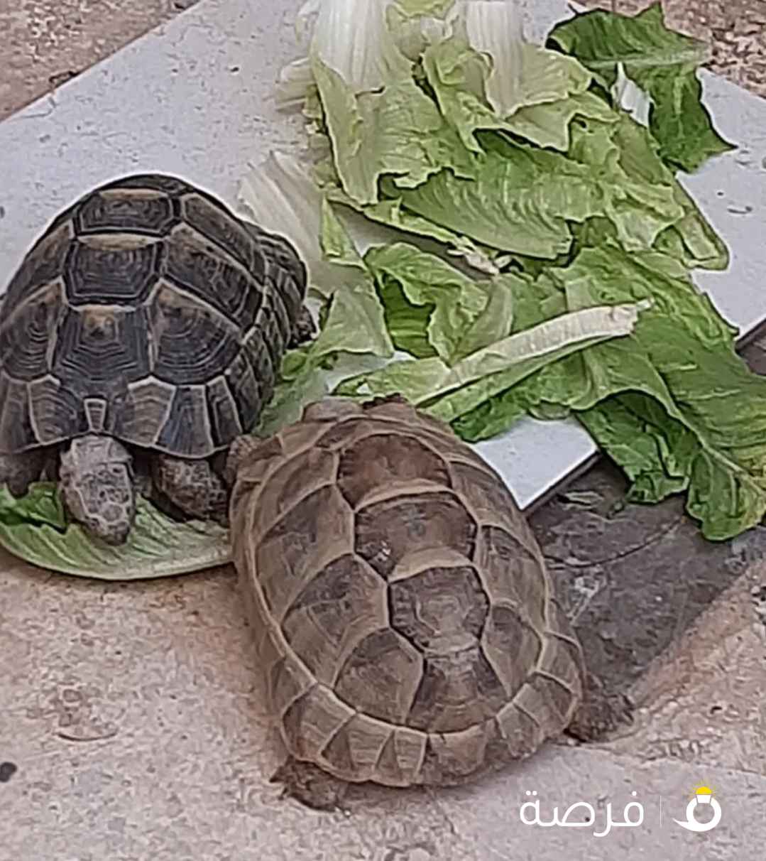 سلاحفتين للبيع نثيا وذكر