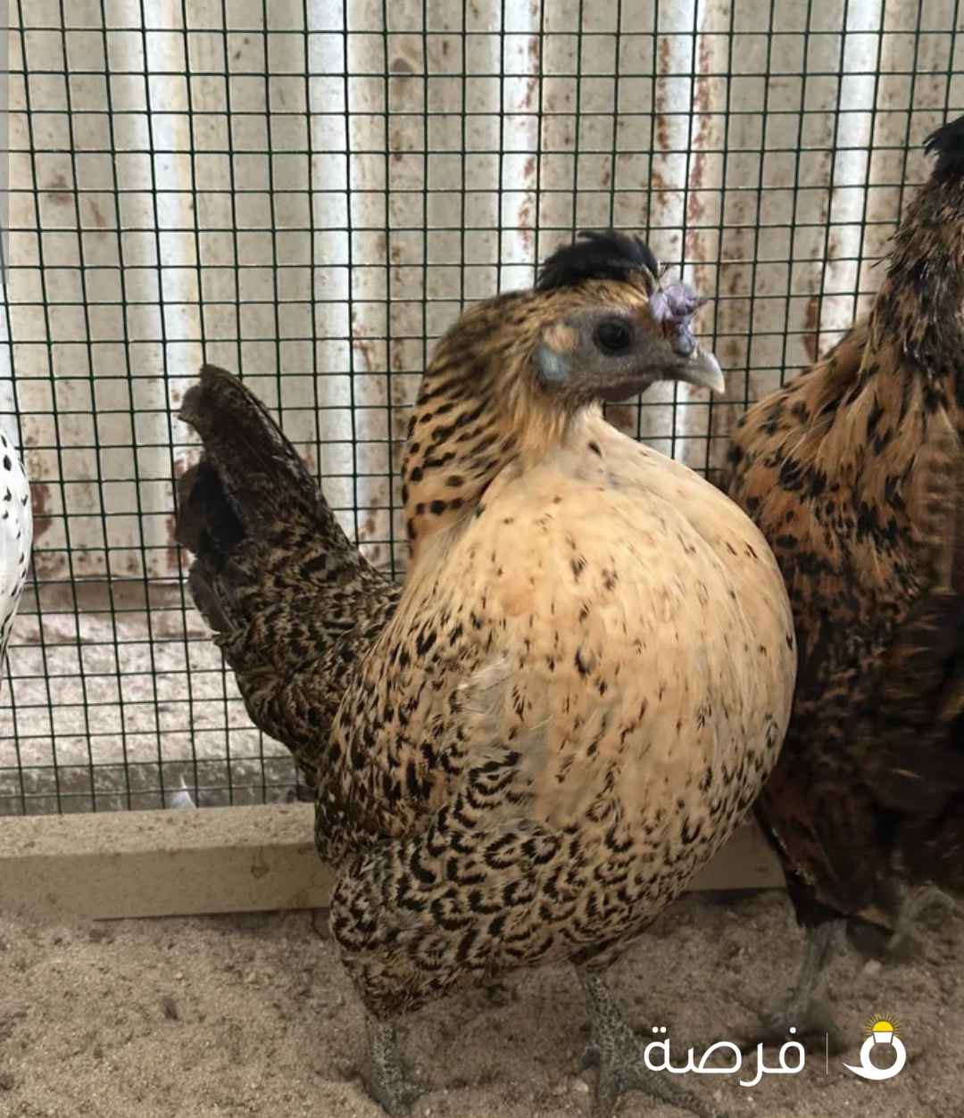 للبيع دجاج مميز