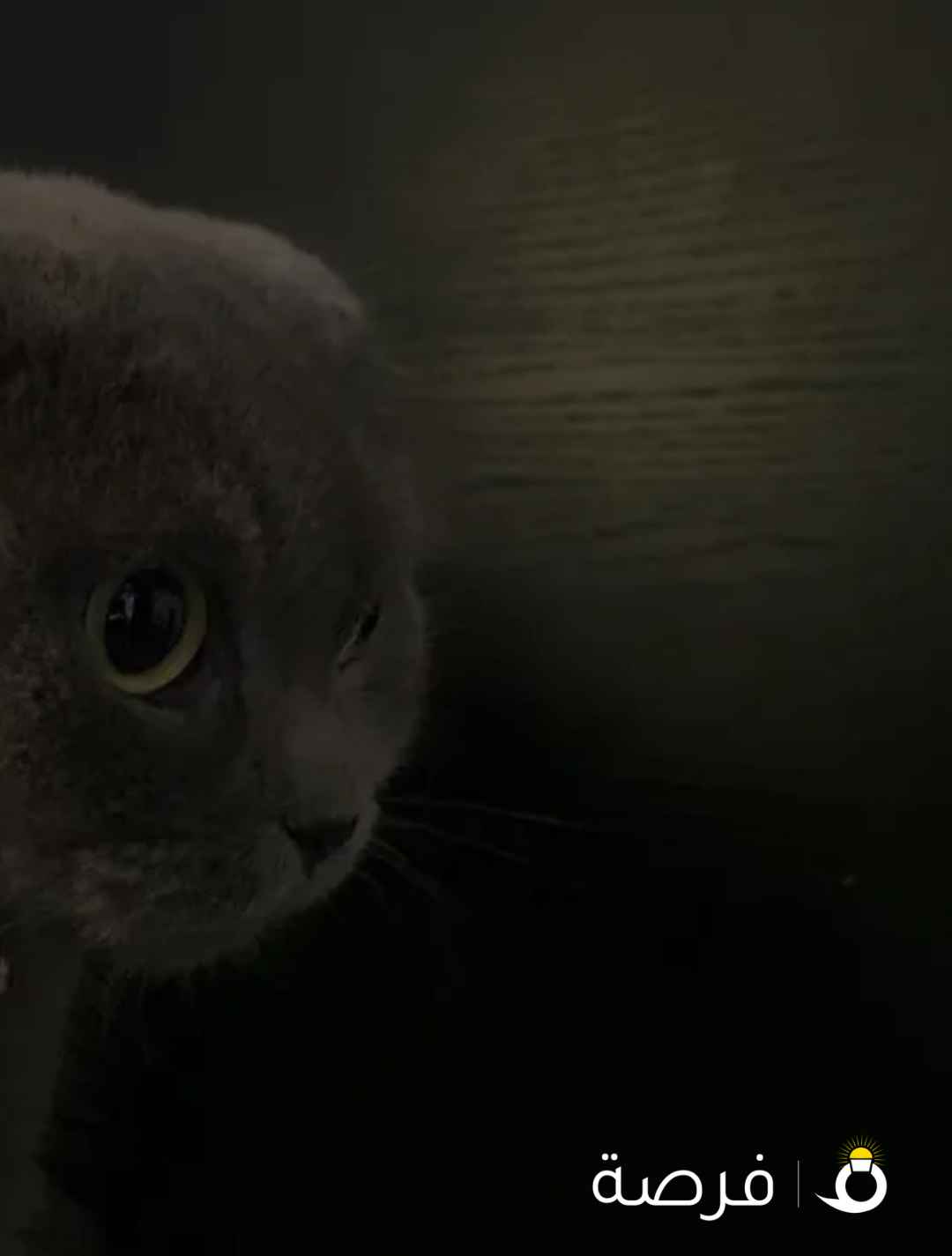 قطوة سكوتش فولد رمادية – أنثى (عمر سنة ونص) للبيع حط سعرك و شيل تناسب الي يبي انتاج طيب