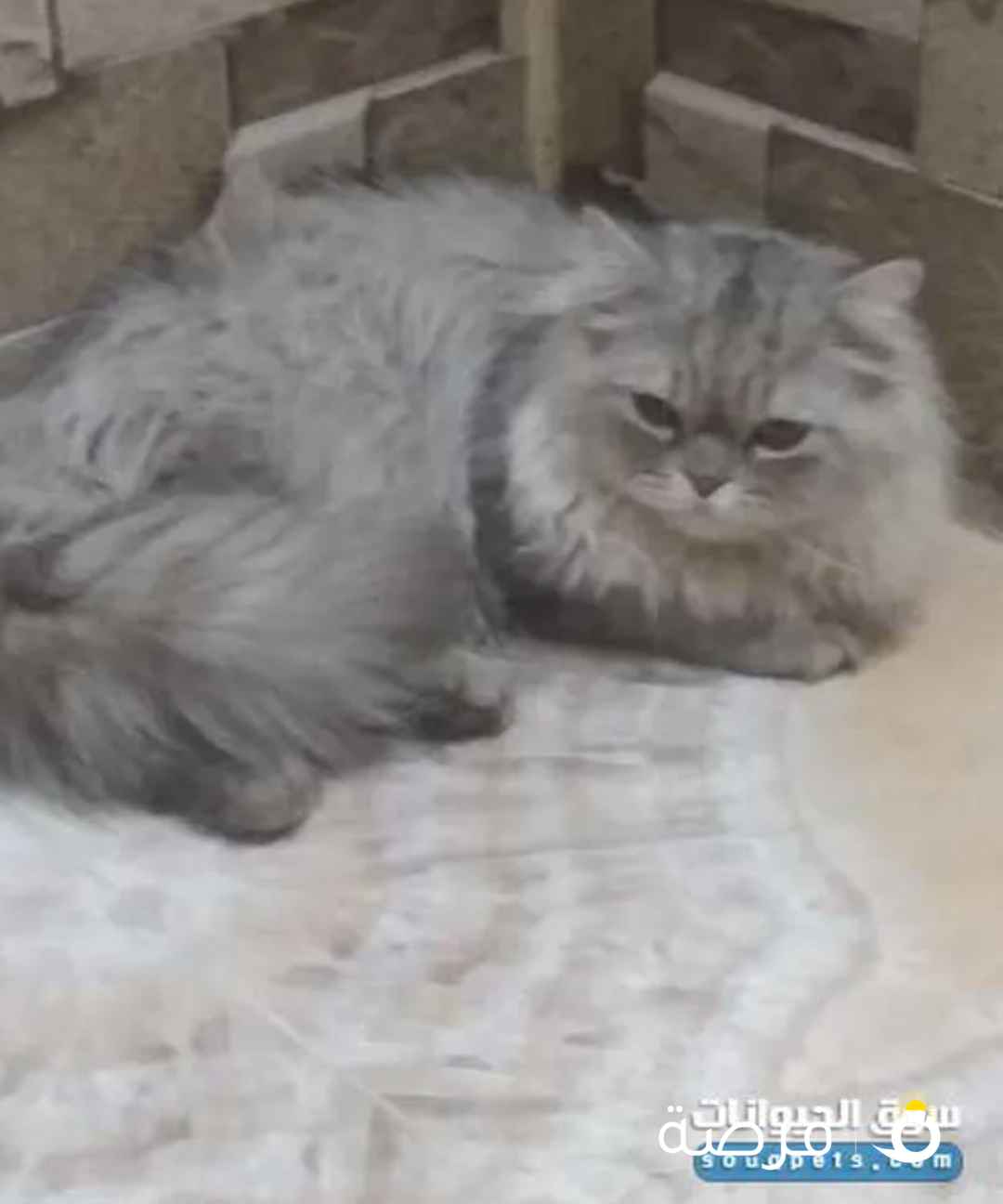 قطط شيرازي للتبني