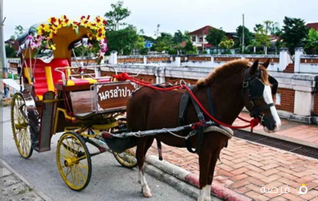 متوفر لدينا ايجار خيول وبوني وحناطير