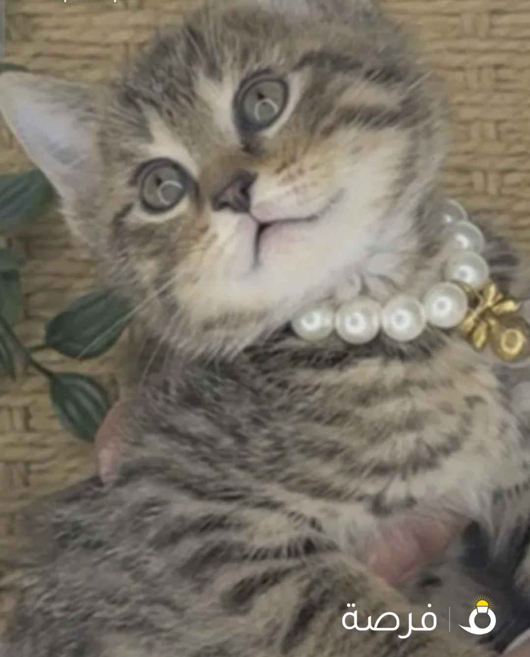 شكوتش ستريت تايقر للبيع