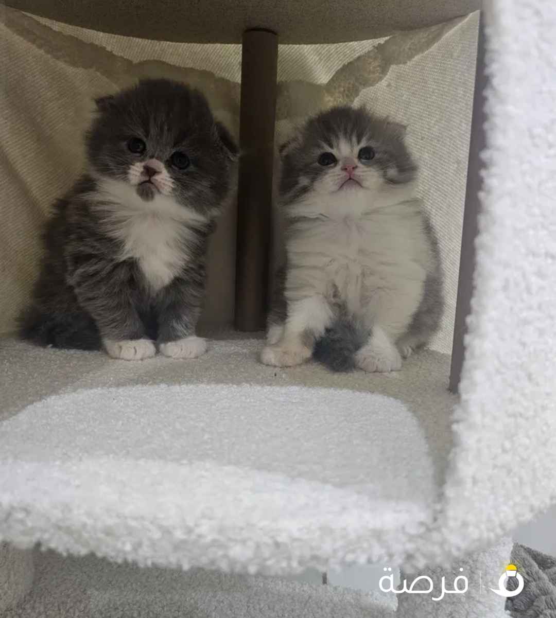 مطلوب قطط للبيع او تبني
