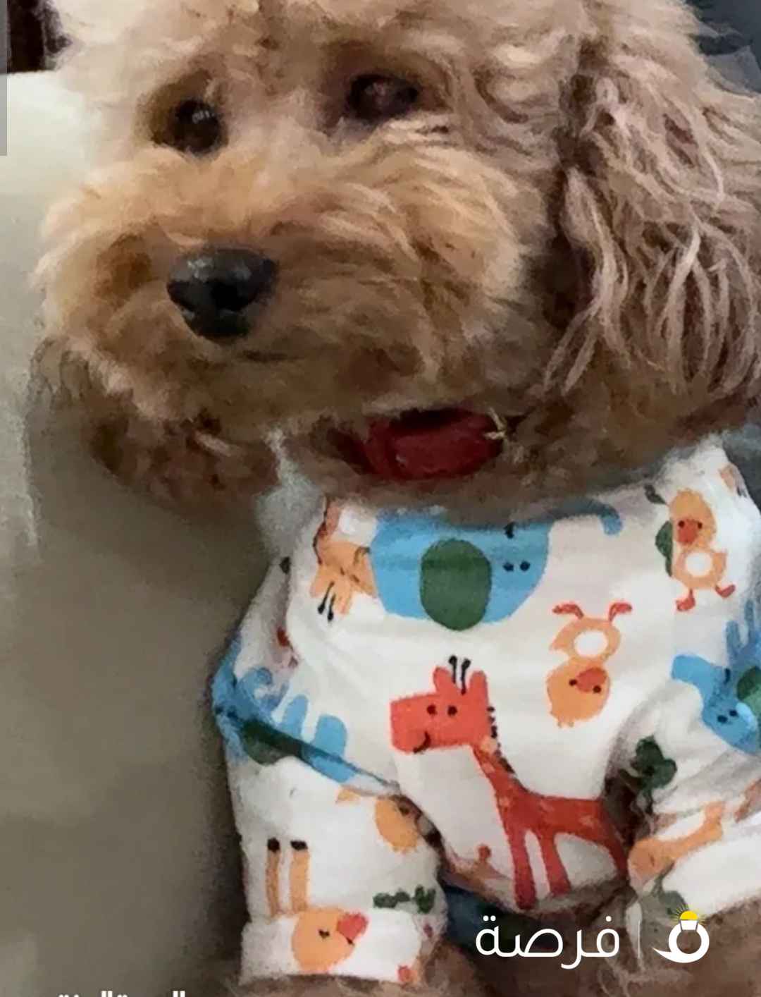 كلب توي بودل انثى بيور