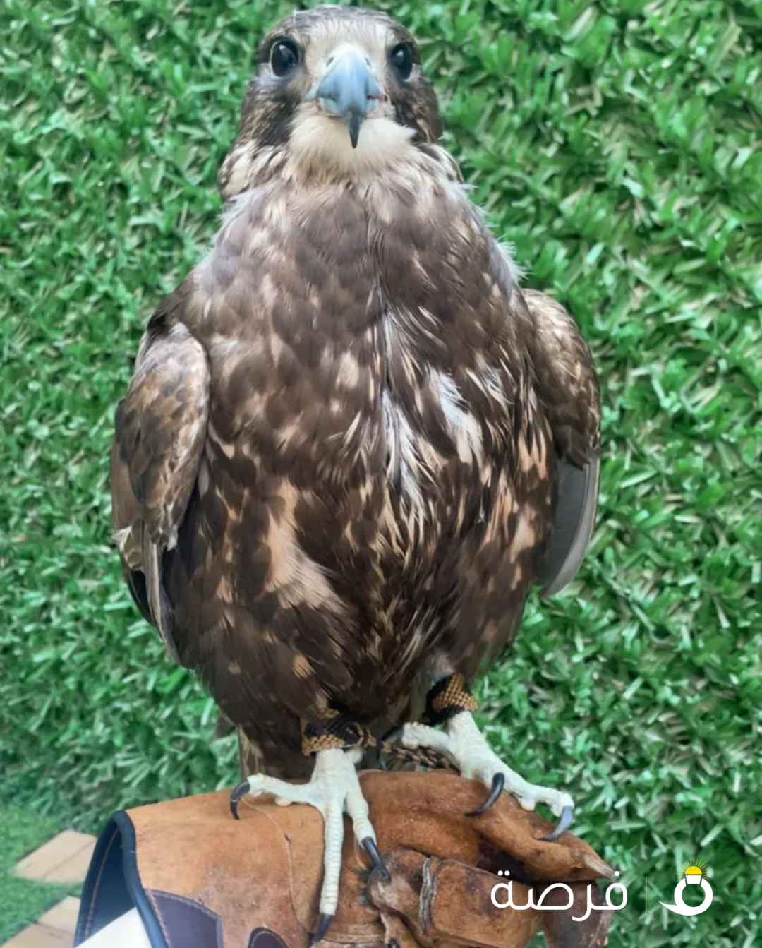 جيرحر1717كموتريس