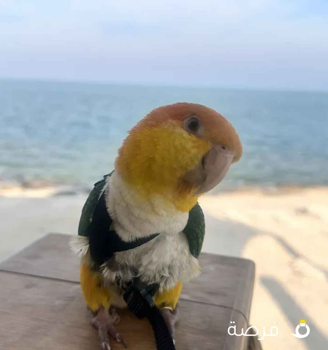 كاييك وايت بيلي