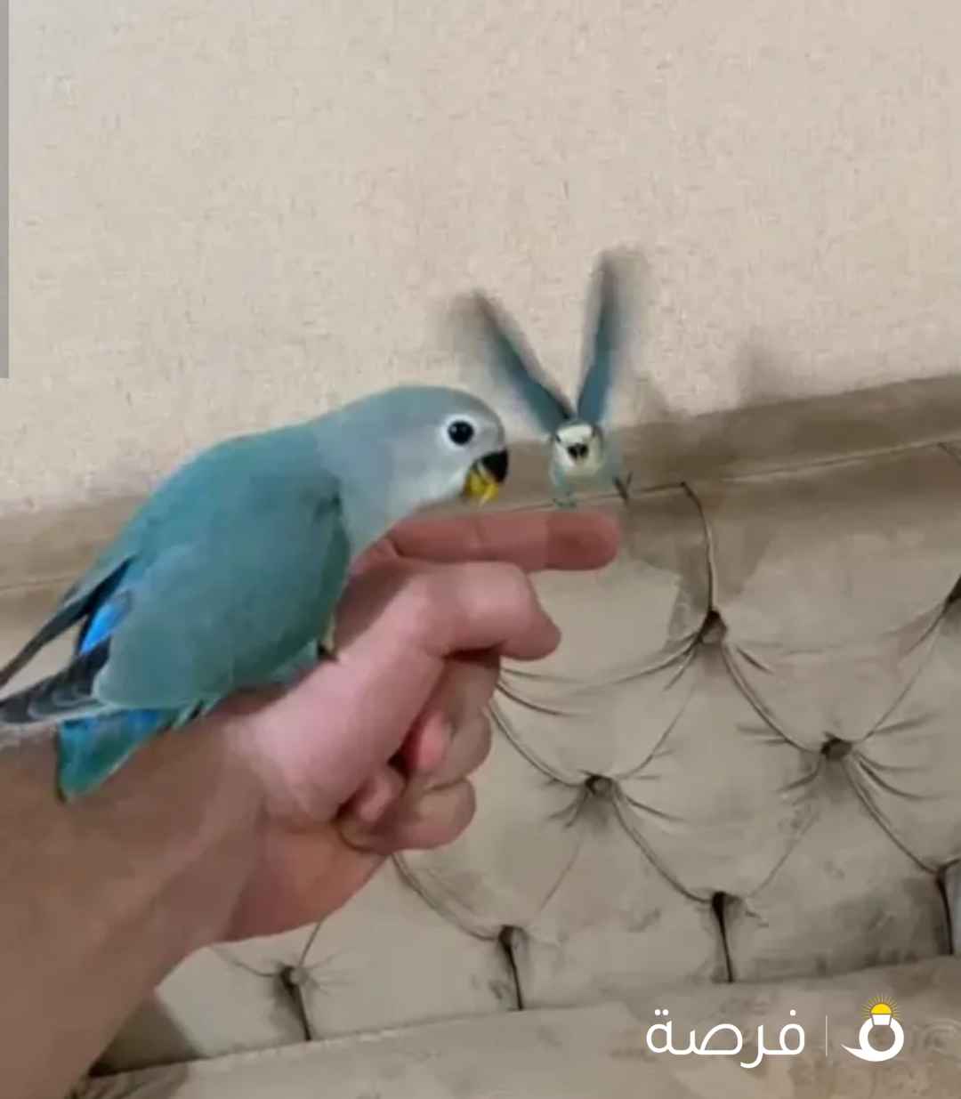 للبيع لوف بيرد ربوه قويه