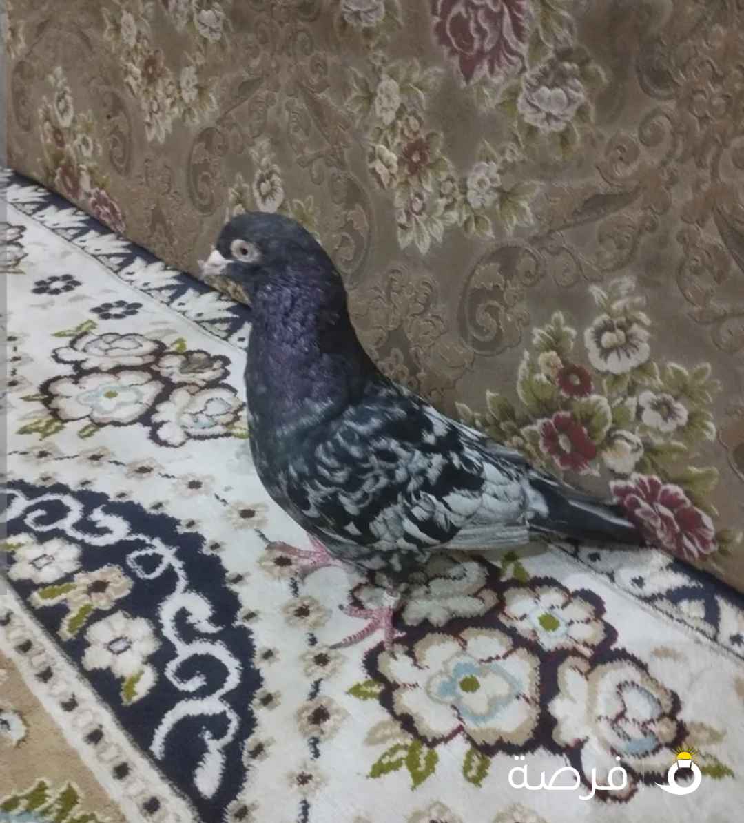 حمام إنتاج ونظيف – للبيع بسعر طيب