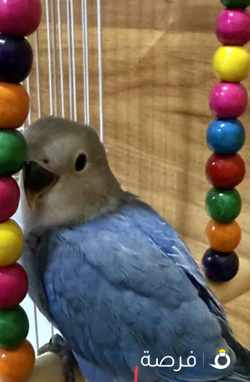 African lovebird pair