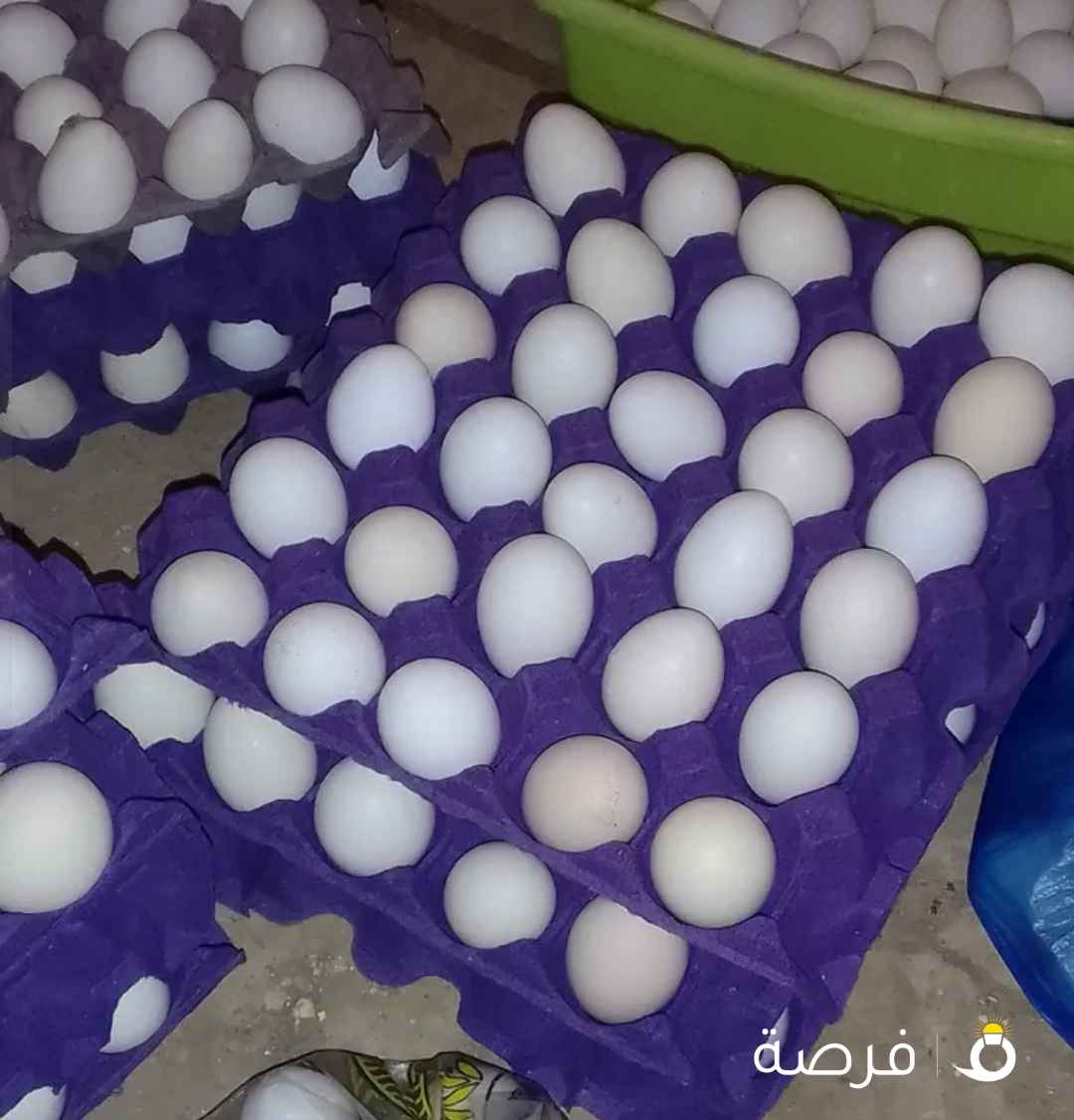 بيض عربي ملقح ماكنتوش دندراوي وعراقي طبق 3