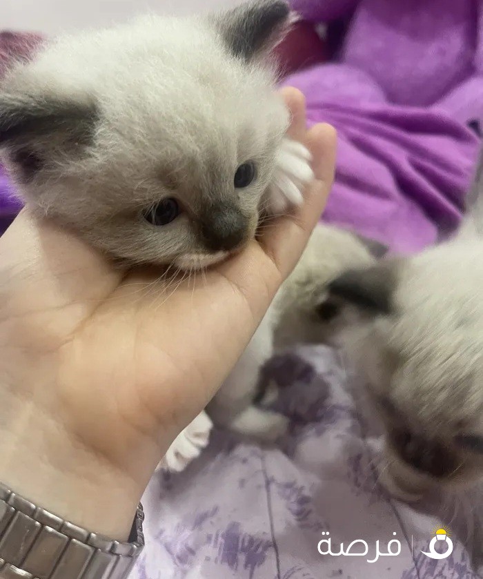 ragdolls kitten