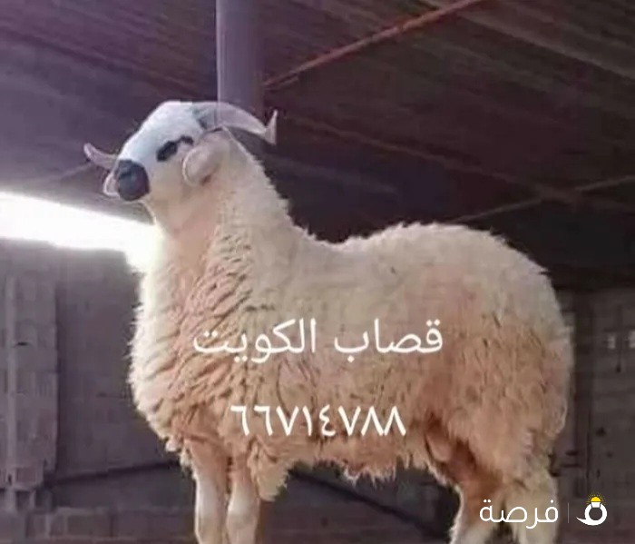 قصاب تحت الطلب ذبح الخدمه توصيل