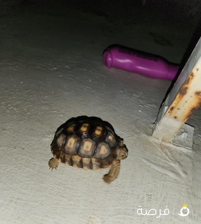 sulcata tortoise for sale 35D سلحفاة سولكاتا للبيع