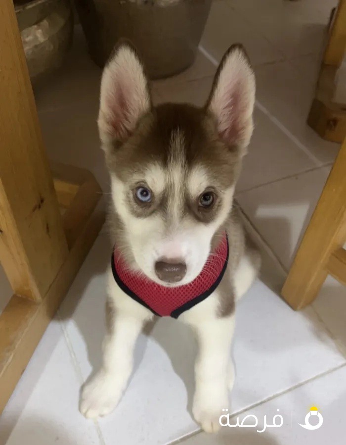 Female Puppy Husky 4 months هسكي نثيه 4 شهور