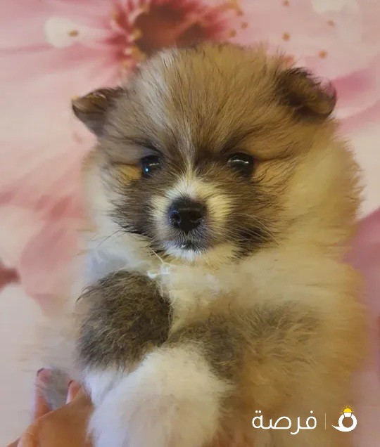 Pomeranian Puppy