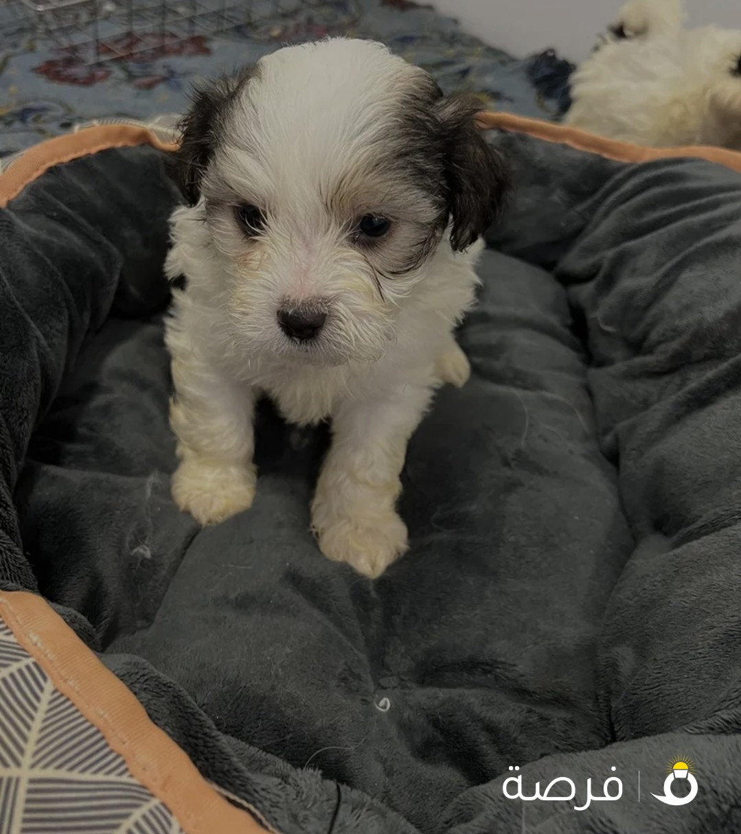 Maltese 2 months for sale