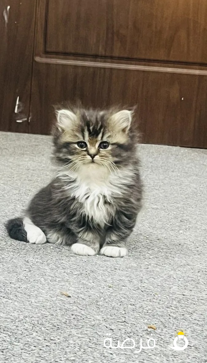 I have 2 kittens , they are mix bread (rag doll and Scottish fold )