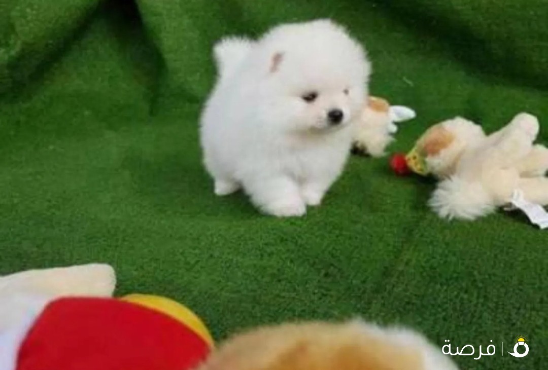 pomeranian puppy