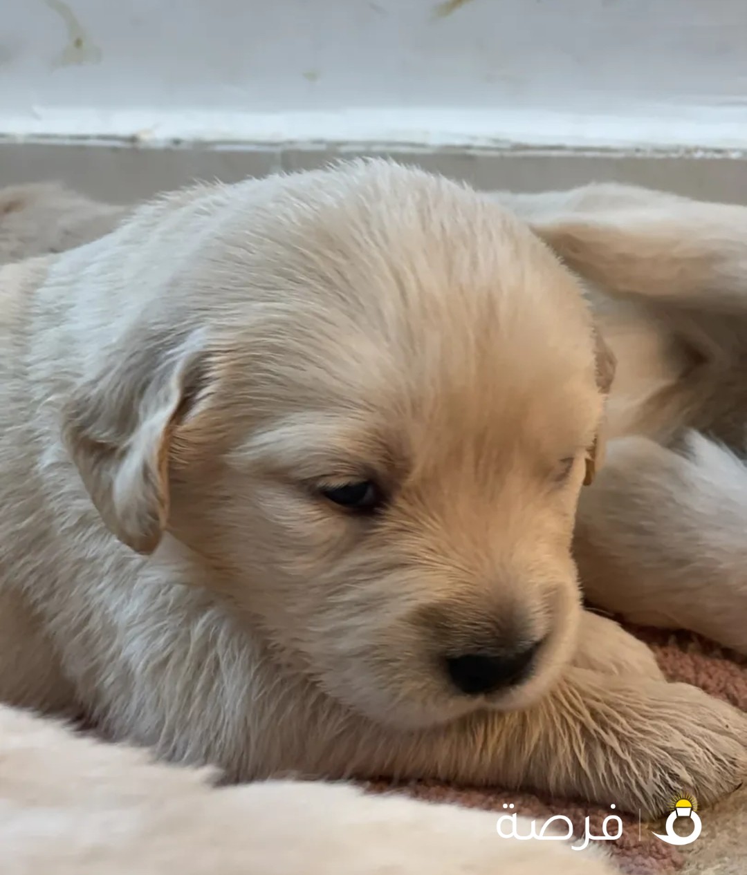 جولدن ريتريفر للبيع - Golden Retriever For Sale