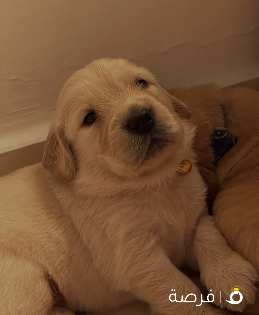 جراوى جولدن ريتريفر للبيع - Puppy Golden Retriever For Sale