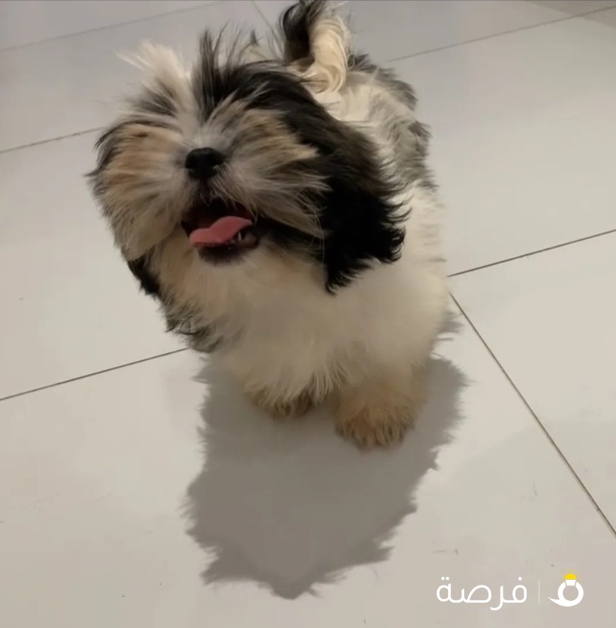 Puppy Shih Tzu شيتزو