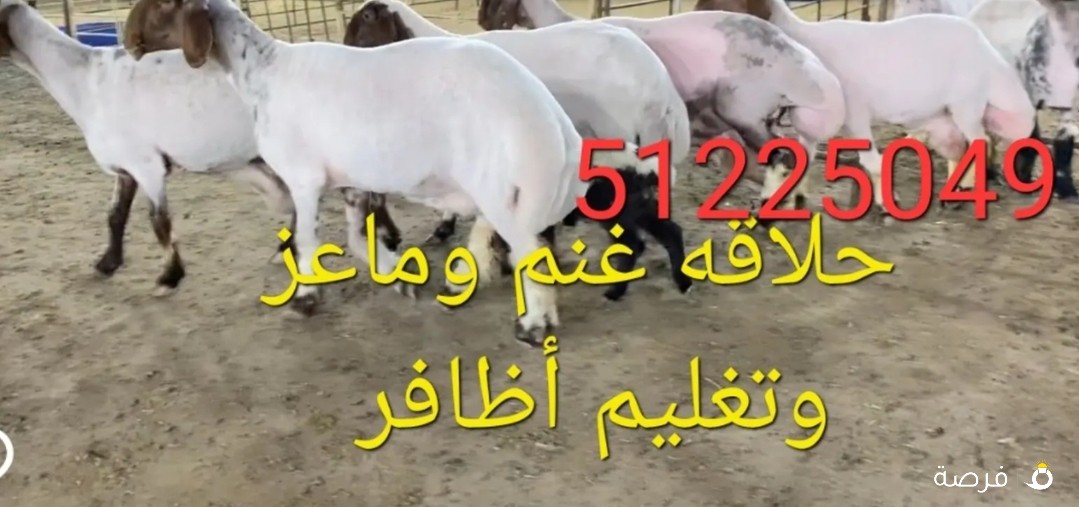 اغنام للبيع قصاب الكويت