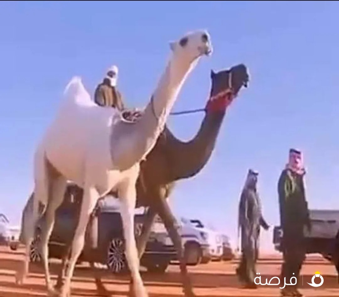 حلاق وغسيل ابل