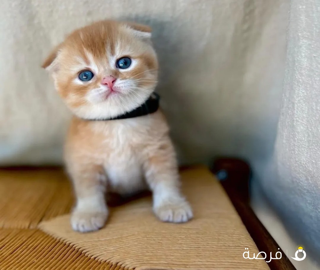 Teddy Bear Golden Scottish Fold