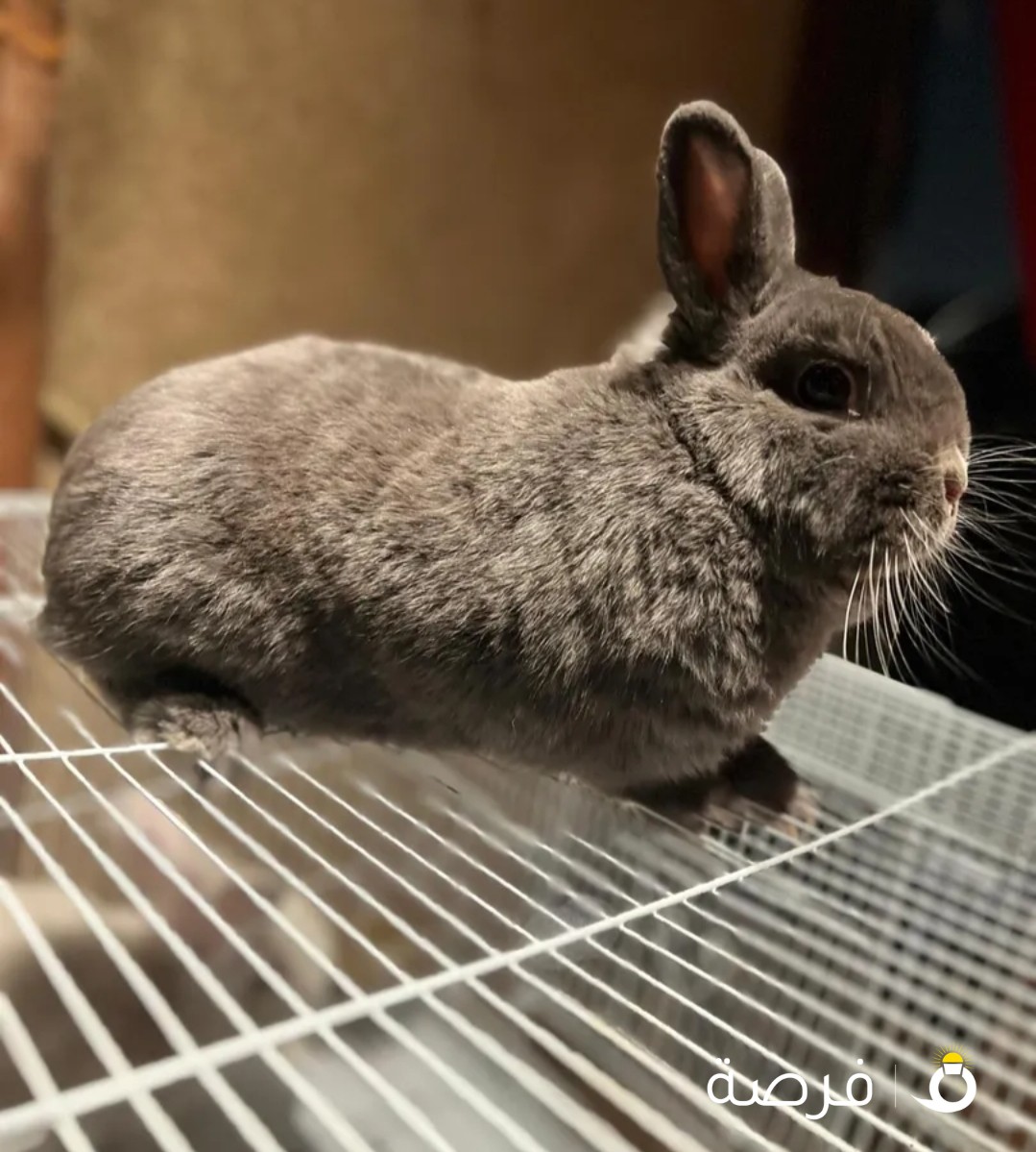 Netherland dwarf