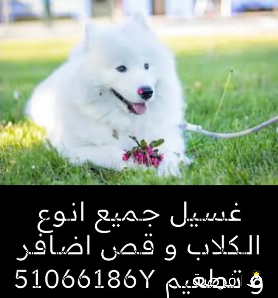 سيارت غسيل كلاب تطعيم قص اضافر عند باب بيتك