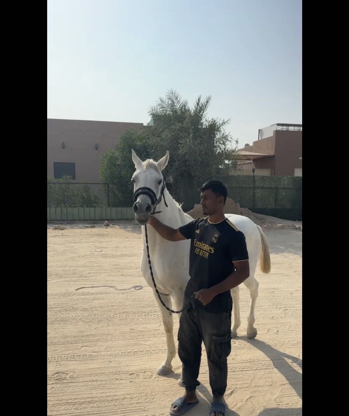 حصان مصري مواليد2021 فاخر جواز وتحويل