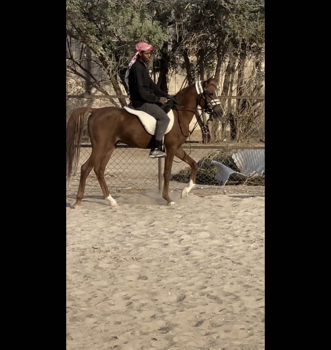 حصان بلدي هادي مع الهادي وحار مع الحار متعلم ادب