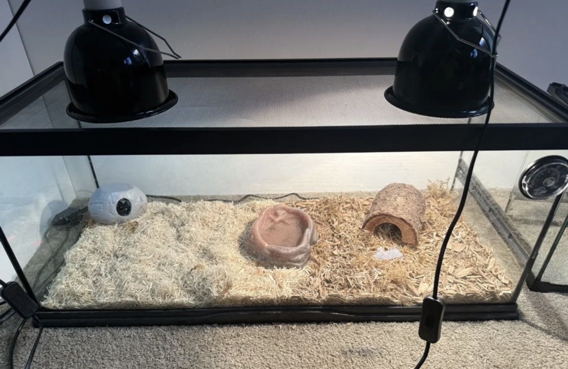 كورن سنيك صغيره