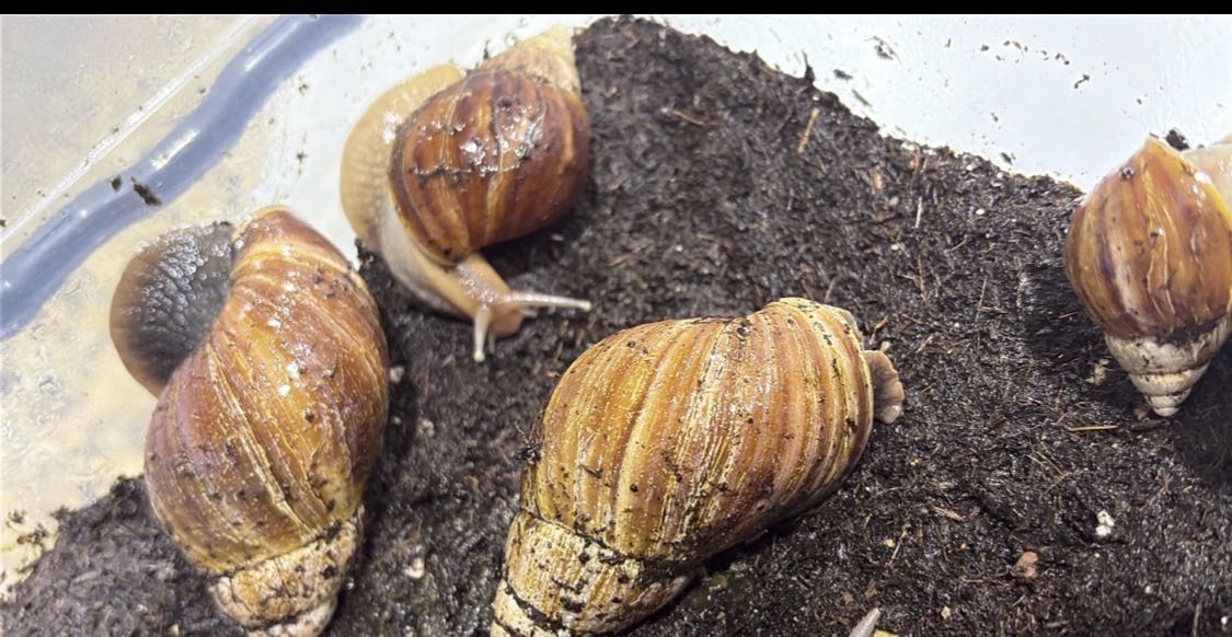 حلزونات العملاق الأفريقي