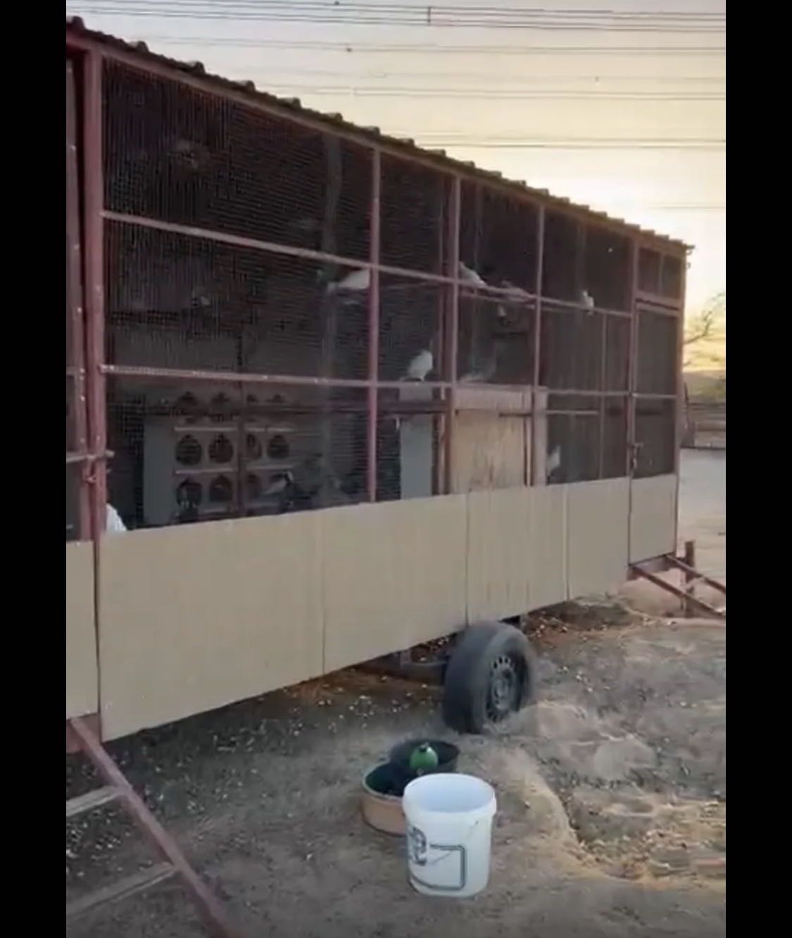 بيعة سريعة جبره سحب + 60 زوج حمام