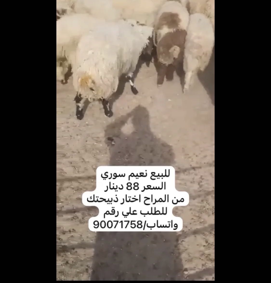 خرفان سوري للبيع