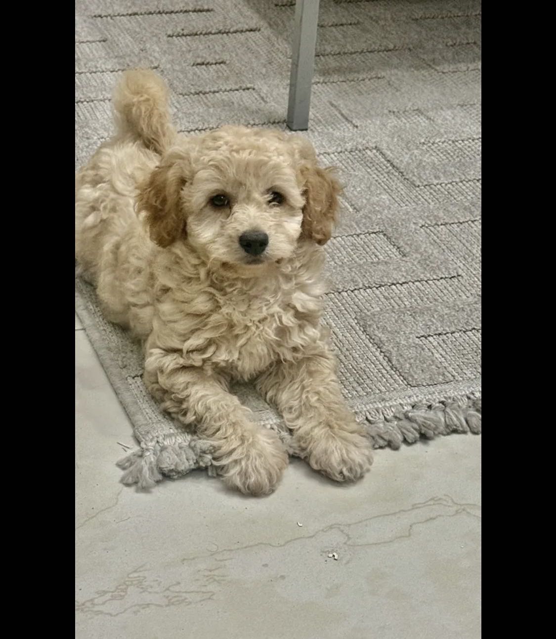 جرو بودل عمر شهرين